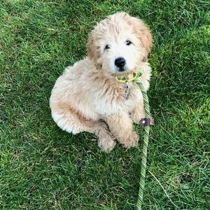 Meet your Posher, Dianne